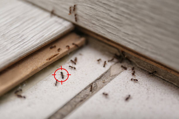 Best Residential Pest Control  in Kent City, MI