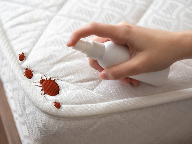 Best Spider Control Near Me  in Kent City, MI